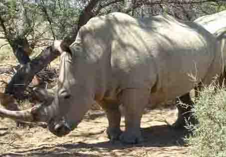  Rhino