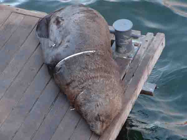 Seal tied up in plastic tape