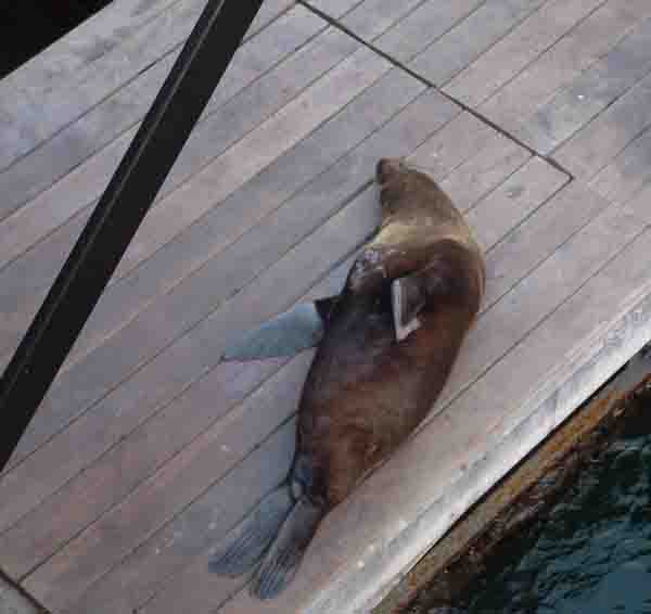 A happy seal