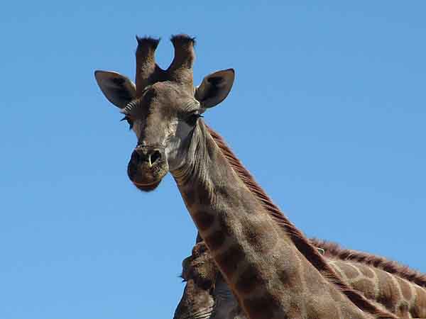  Aquila Safaris and Game Drives