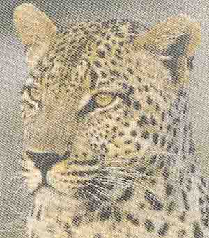  Leopard