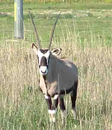 Bontebok 