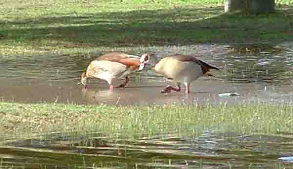 Egyptian geese