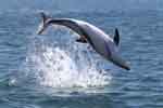 Whale watching