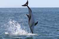  Seal Island eco tours