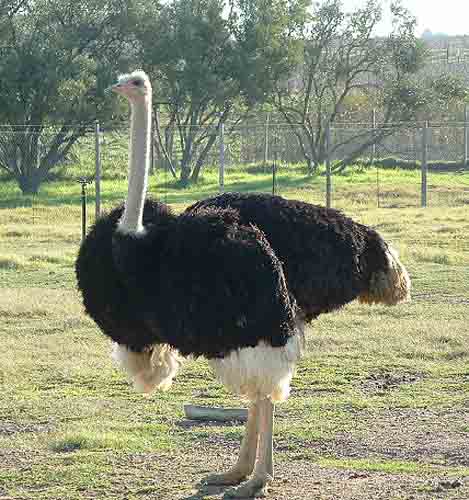 Ostrich
