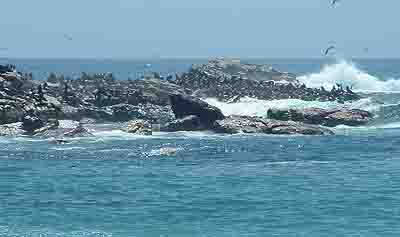Seals on Bird Island