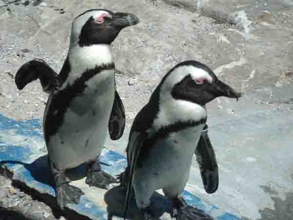 penguins