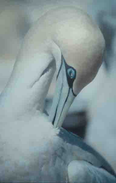 Gannet