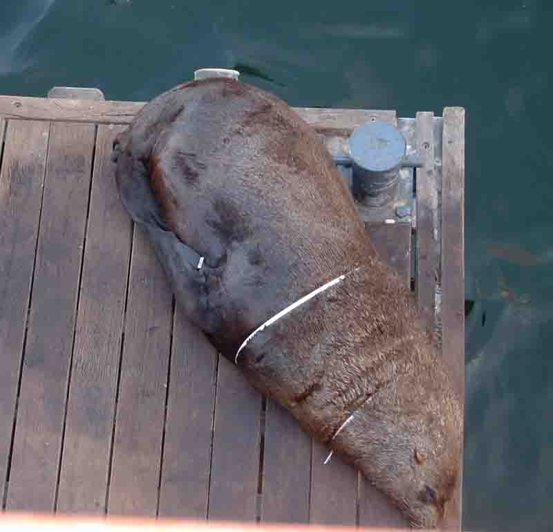 Seal Pup