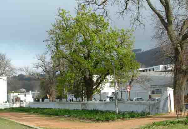  The Braak