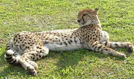 Cheetah