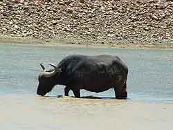  Inverdoorn flights