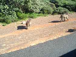  Cape Point day tour