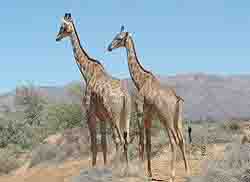  Tours Cape Town