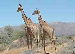   Giraffes