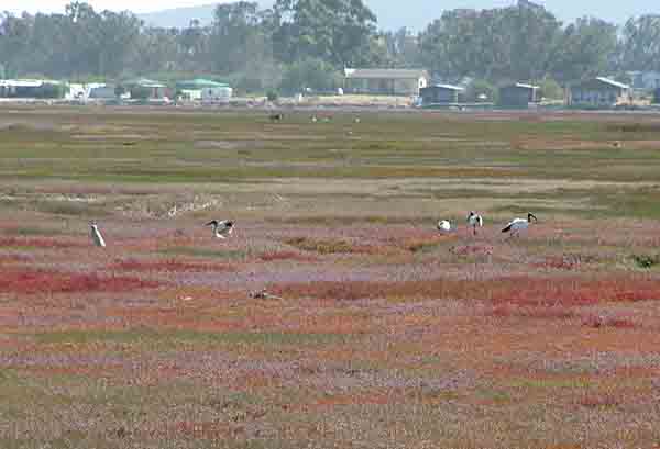 Marshlands