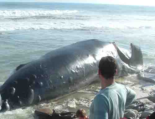 Whale