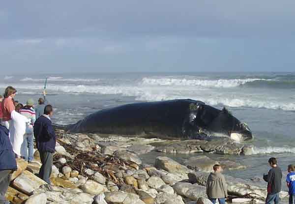 Whale