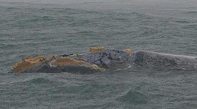 Whale