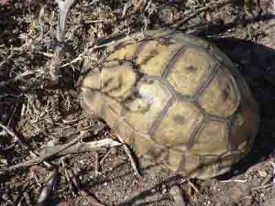 tortoise