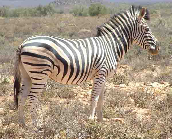  Zebra