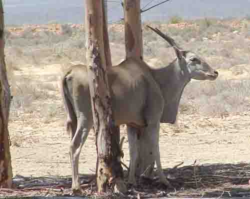  Eland