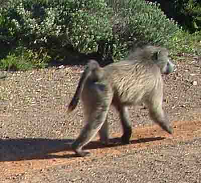  Chacma baboon