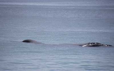 whale