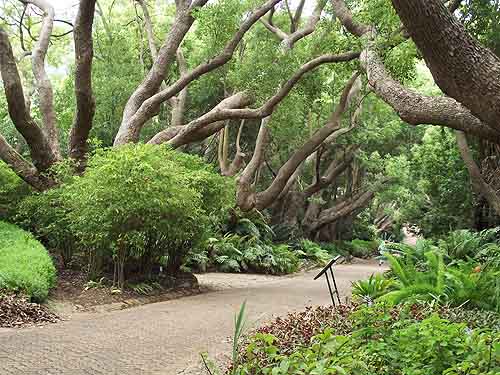  Kirstenbosch GardensCape Town