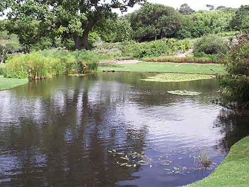 Kirstenbosch Gardens Cape Town