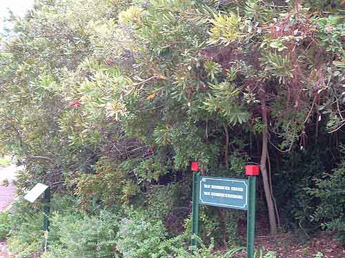  Kirstenbosch Gardens Cape Town