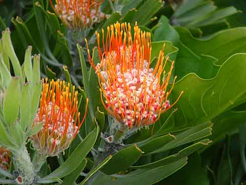  Kirstenbosch GardensCape Town