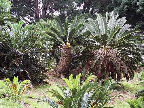 Kirstenbosch Gardens Cape Town