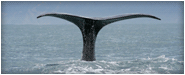  Whale