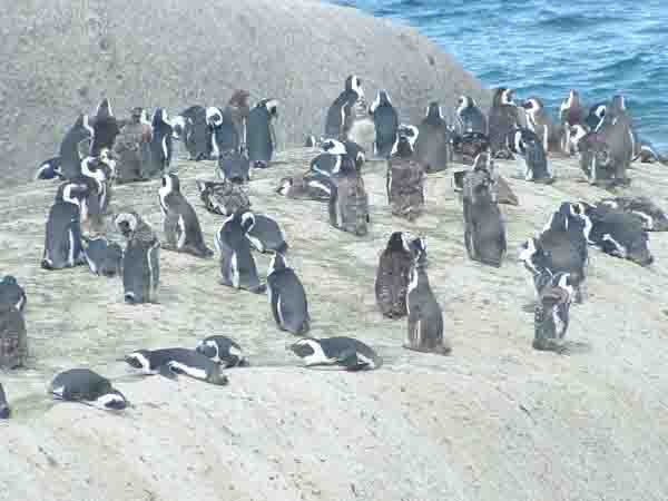  penguins