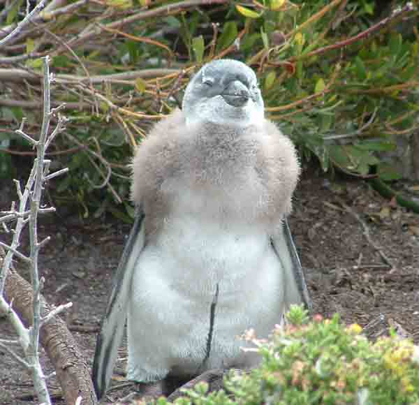  Penguin Chick