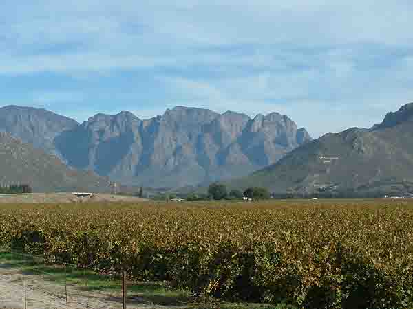   Winelands of the Breede River valley