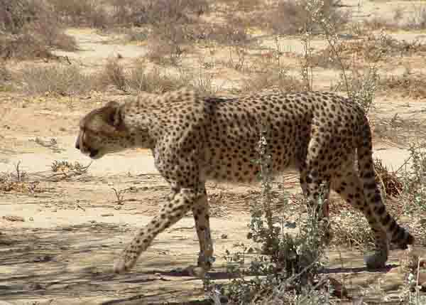  Cheetah