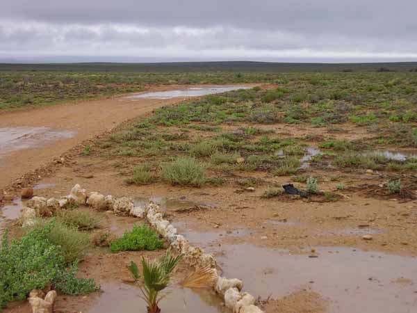   Karoo in winter