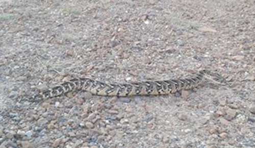 Cape Town's Poisonous Snakes